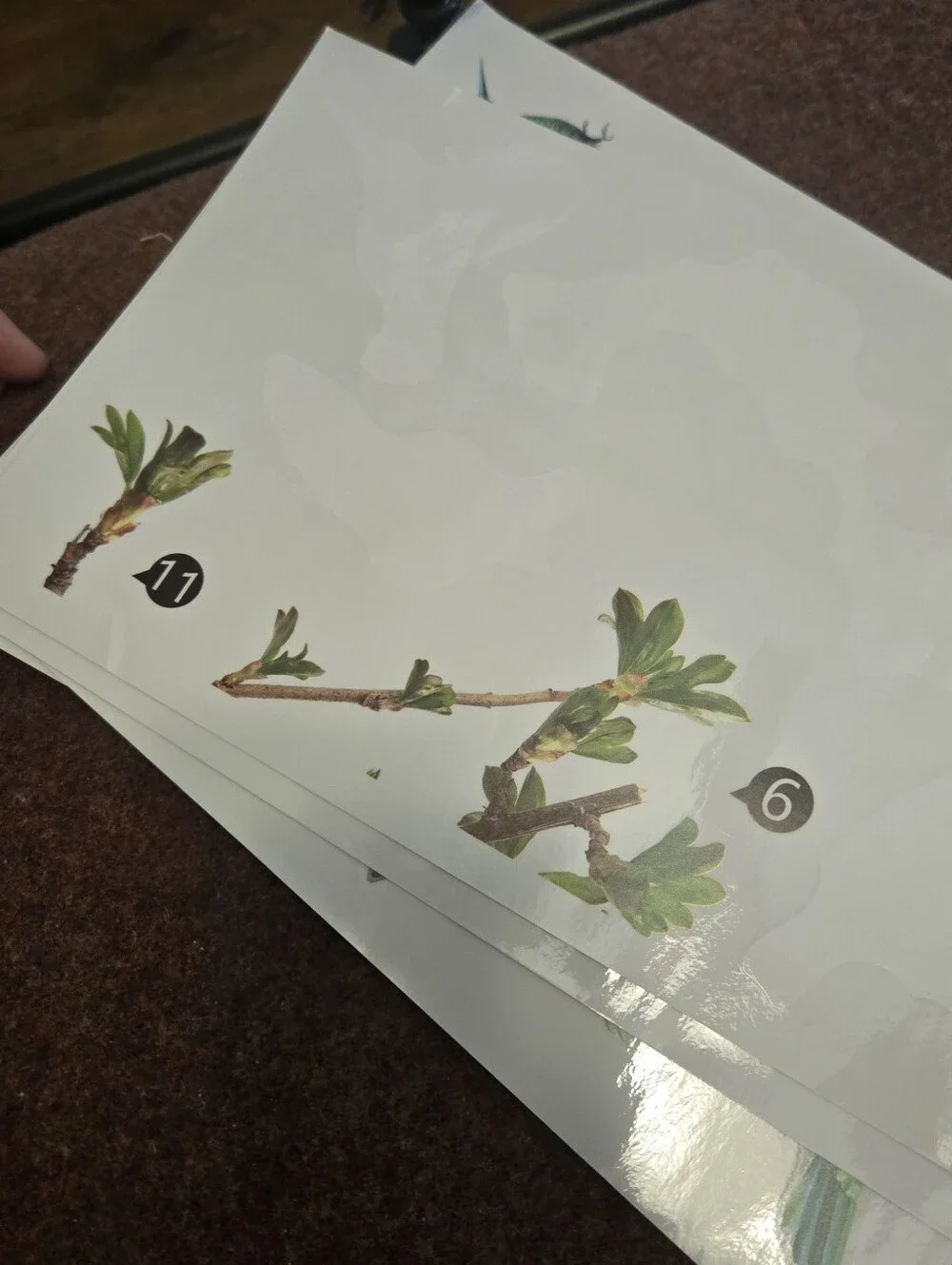 Bird & Branch Vinyl Window Clings Reusable No Adhesive